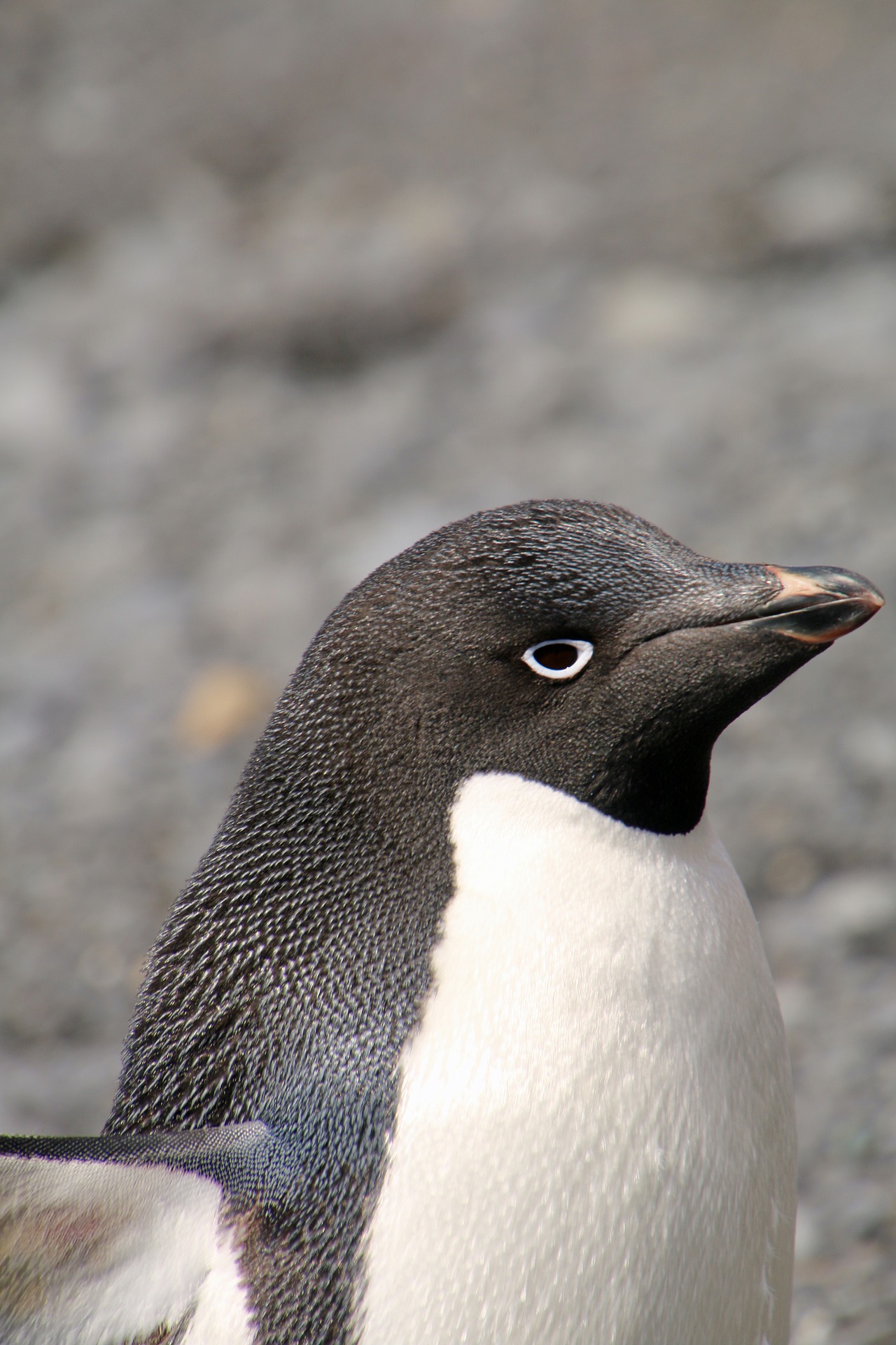 Pingwin Adeli